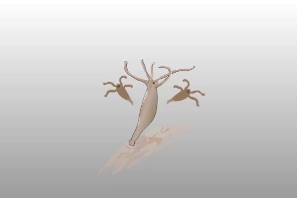 Kraken kraken link24 info